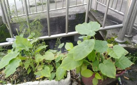 怎样消灭野芋最好