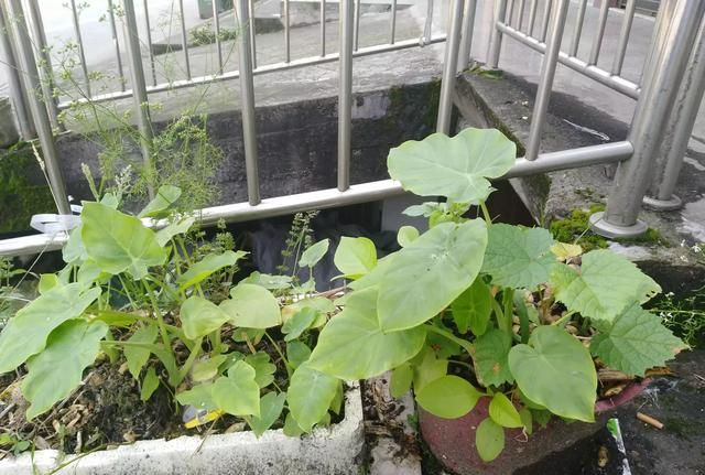 怎样消灭野芋最好图1