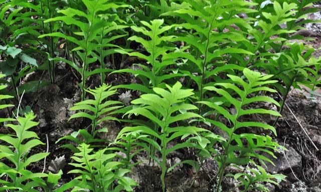 农村一种长在岩石上的植物，人称“猴姜”，医书记载可治骨折
