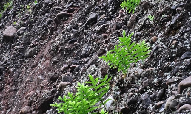 农村一种长在岩石上的植物，人称“猴姜”，医书记载可治骨折