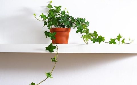室内养有花草屋里有虫乱爬怎么治理好