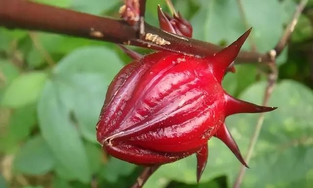 玫瑰茄