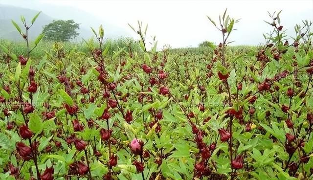 玫瑰茄