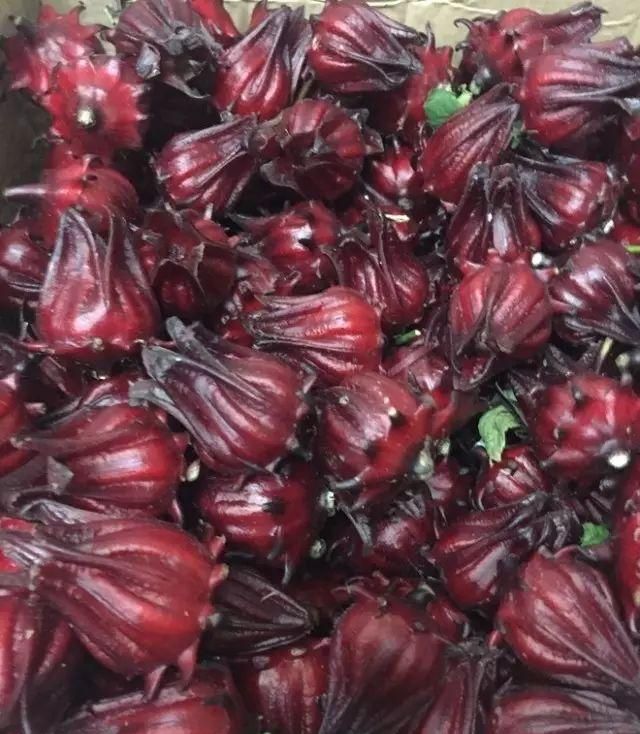 玫瑰茄