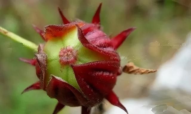 玫瑰茄