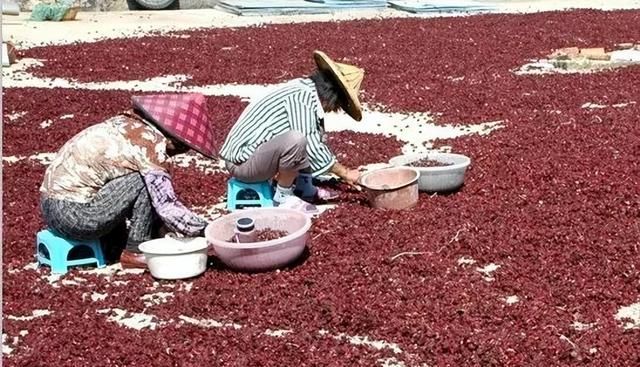 玫瑰茄