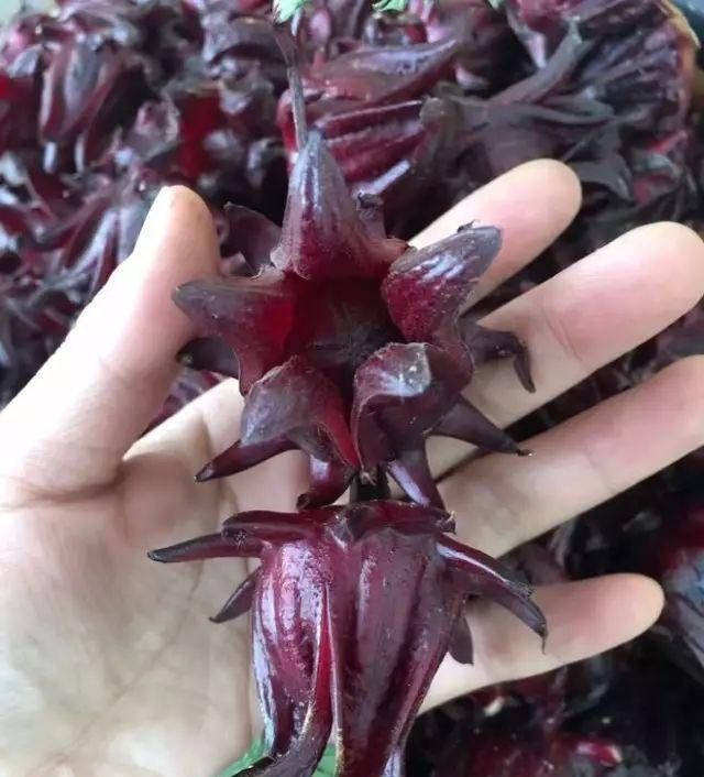 玫瑰茄