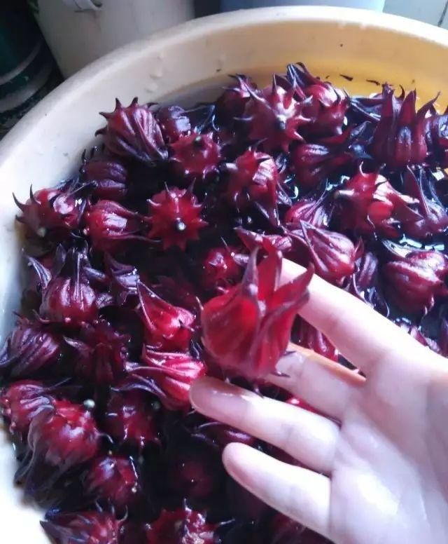 玫瑰茄