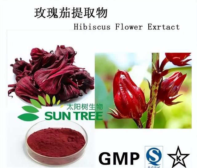 玫瑰茄