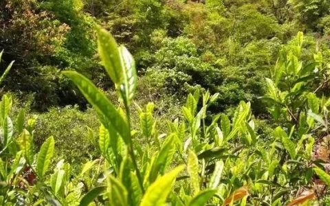 武夷山有一种茶叫肉,武夷山关于茶的菜
