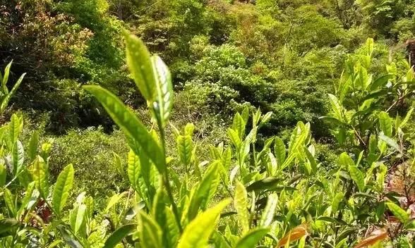 武夷山有一种茶叫“菜茶”