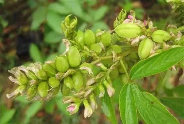 路边常见中药：千斤拔，祛风利湿、消瘀解毒，治关节痛、慢性肾炎