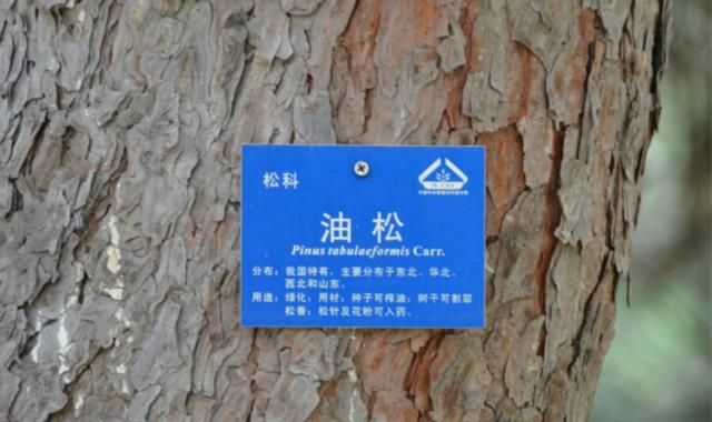 这种松树虽不能制作家具，但它药用和保健价值极高