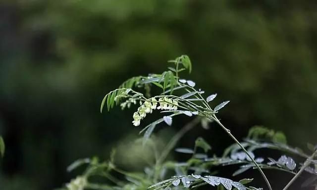 「百草园」那些“悬壶济世”的植物（七十三）苦参