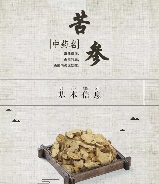 「百草园」那些“悬壶济世”的植物（七十三）苦参