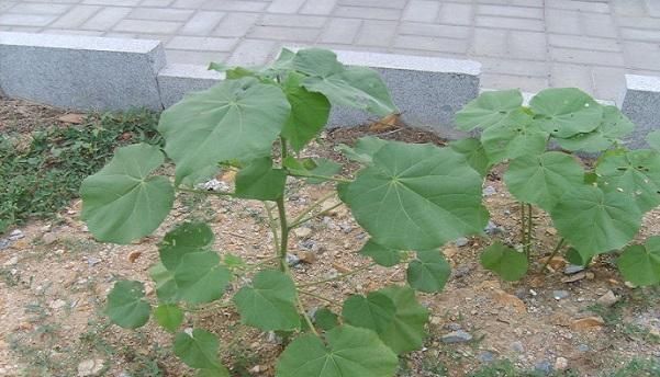 苘麻的功效,苘麻的用法图7
