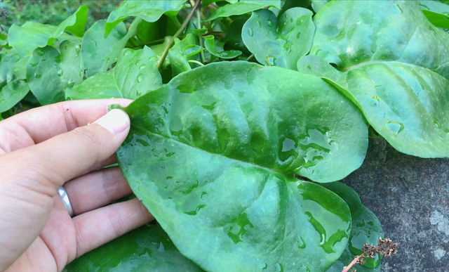 这种植物长得像“木耳菜”，既能当菜吃，还能做药用一起来认识下