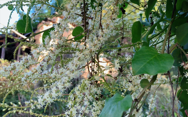 这种植物长得像“木耳菜”，既能当菜吃，还能做药用一起来认识下