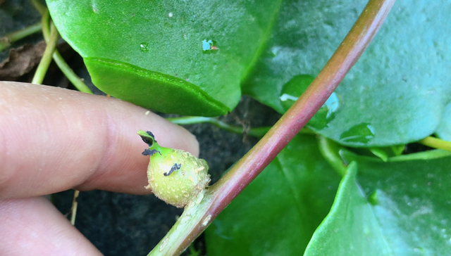 这种植物长得像“木耳菜”，既能当菜吃，还能做药用一起来认识下