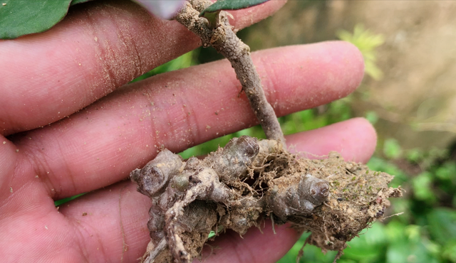 这种植物长得像“木耳菜”，既能当菜吃，还能做药用一起来认识下