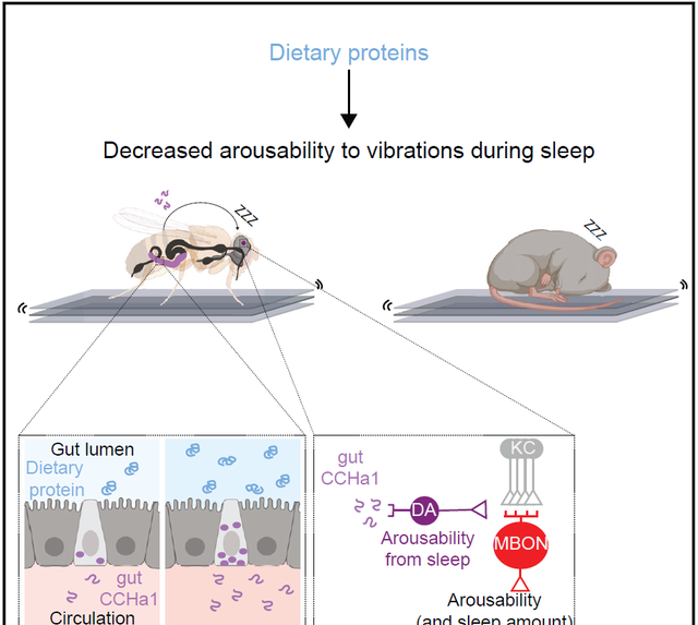 如何睡个好觉？哈佛学者给出答案：多吃蛋白质，可以直接睡眠觉醒
