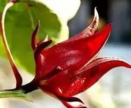 植物中的红宝石洛神花(龙胆草洛神花)图1