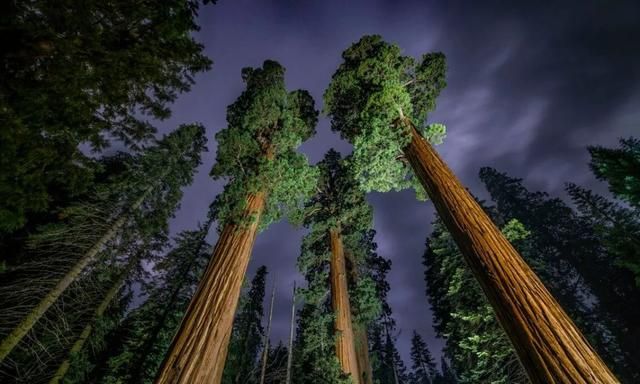 最老的“树”活了80000年？
