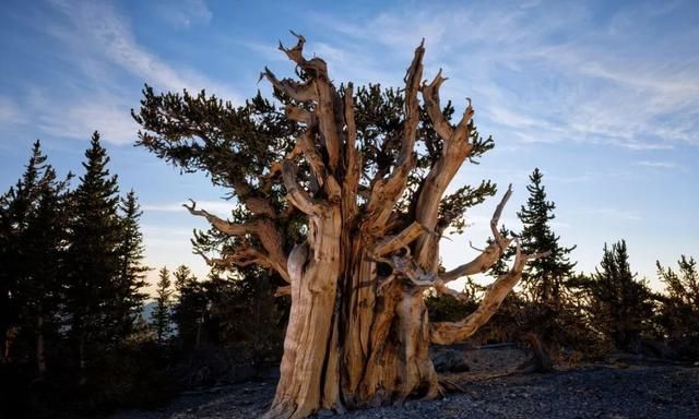 最老的“树”活了80000年？