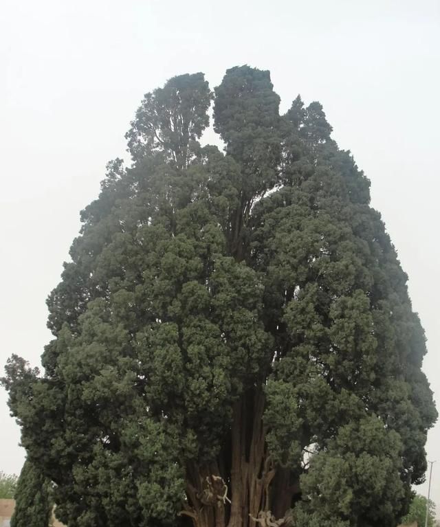 最老的“树”活了80000年？