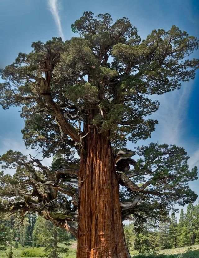 最老的“树”活了80000年？