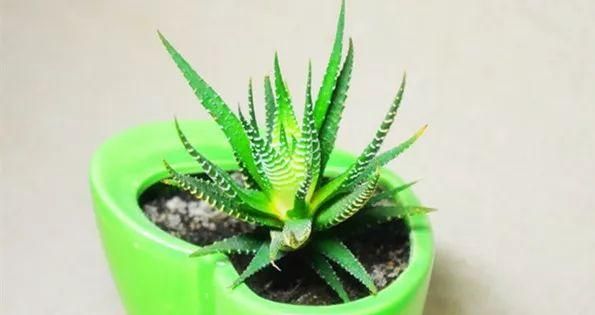 家养一盆芦荟居然有这么多用处，真是太神奇了