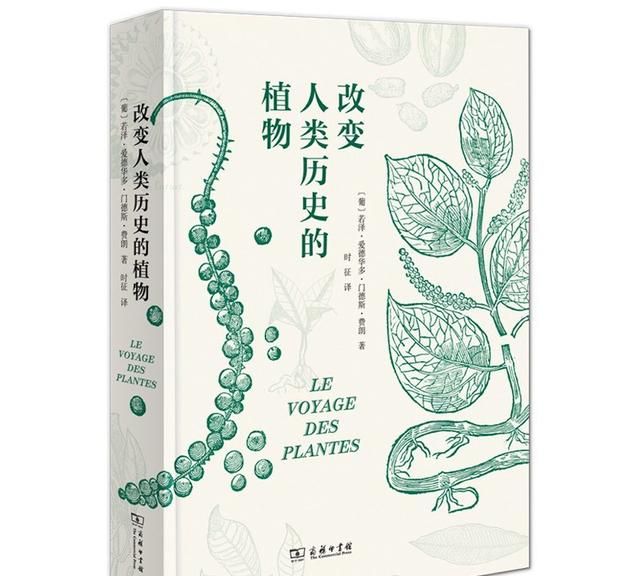 被誉为“地球上最漂亮的水果”，凤梨如何征服世界？