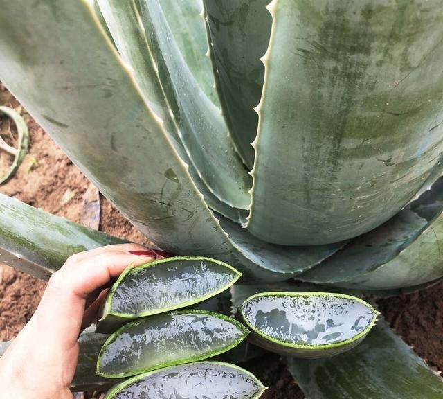 家里养芦荟，就像备了“家庭小药箱”，割个叶子抹一抹，好处太多