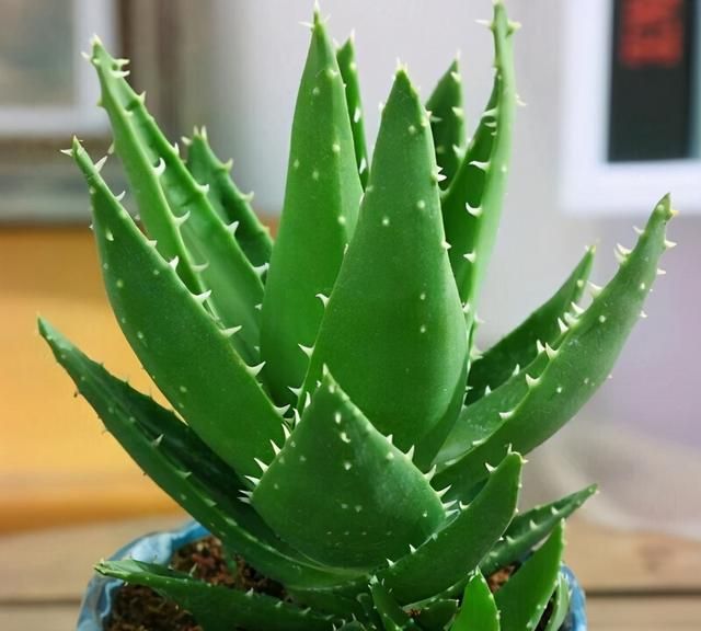 家里养芦荟，就像备了“家庭小药箱”，割个叶子抹一抹，好处太多