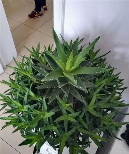 家里养芦荟，就像备了“家庭小药箱”，割个叶子抹一抹，好处太多