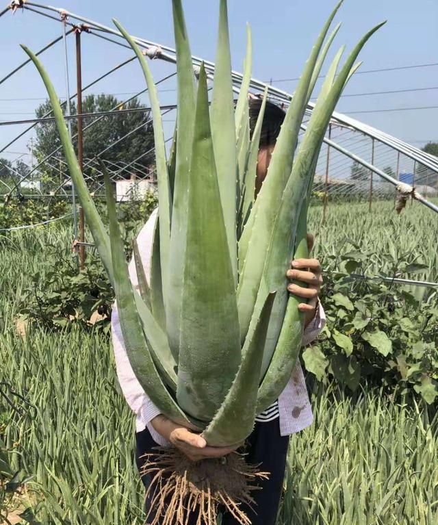 家里养芦荟，就像备了“家庭小药箱”，割个叶子抹一抹，好处太多