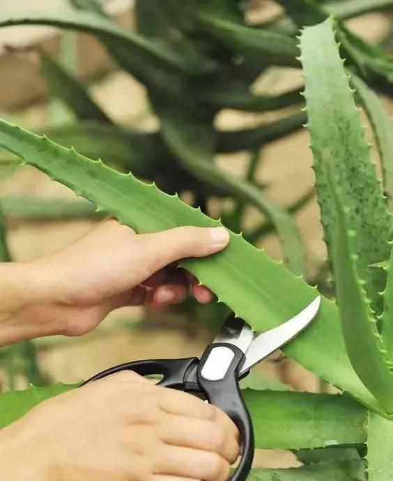 家里养芦荟，就像备了“家庭小药箱”，割个叶子抹一抹，好处太多
