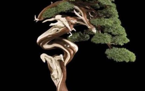盆景柏树干叶怎样养护(柏树干叶能直接养花吗)