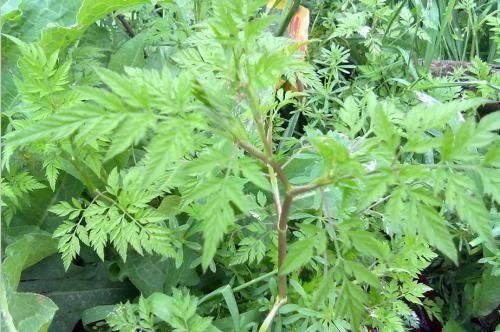 野芹菜能吃吗是否有毒(开黄花的野芹菜有毒吗)图3
