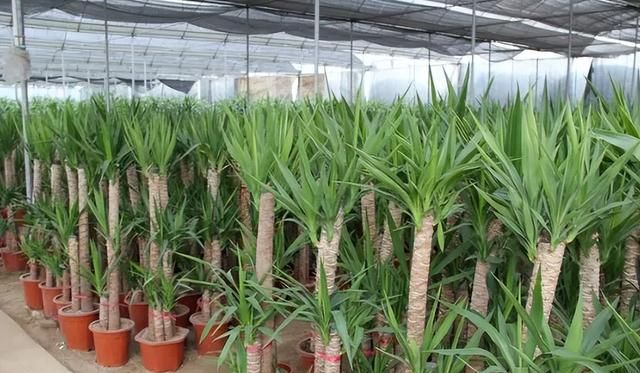 龙血树：传奇的旷世之树及其生态、药用和保护价值