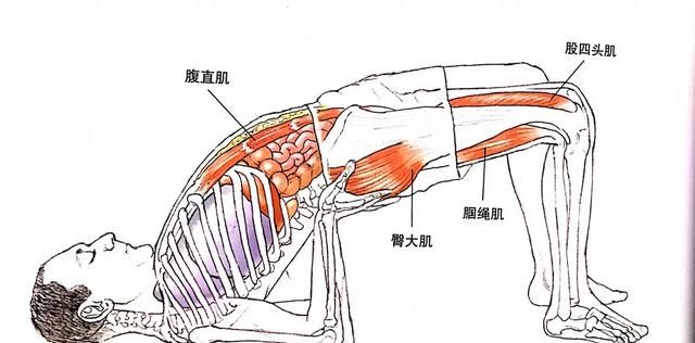 瑜伽体式桥式怎么做,瑜伽桥式是倒置体式吗图9