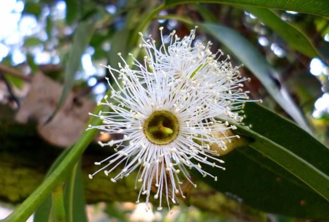 蜂蜜介绍，神奇桉树蜜，缓解昆虫叮咬、神经痛，你的蜜蜂采集过吗