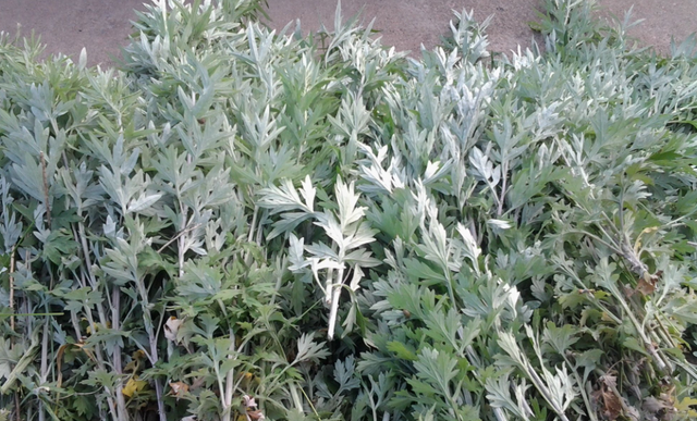 端午节过后，把门上的艾草收回来，放在家里有大作用，赶紧学起来