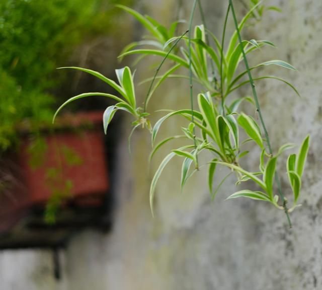 常见的绿植它有大作用？一起来认识空气卫士之称的吊兰吧