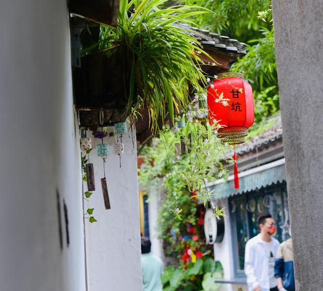 常见的绿植它有大作用？一起来认识空气卫士之称的吊兰吧