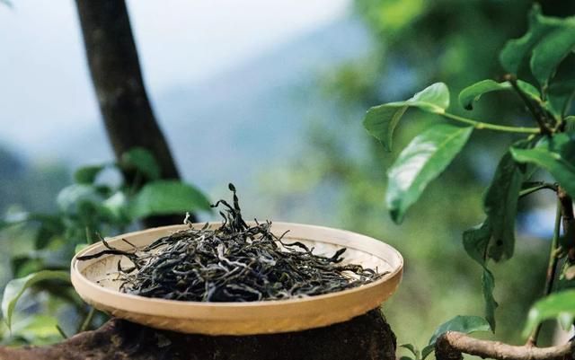 喝普洱茶为什么有苦味？有苦味的普洱茶还能喝吗？