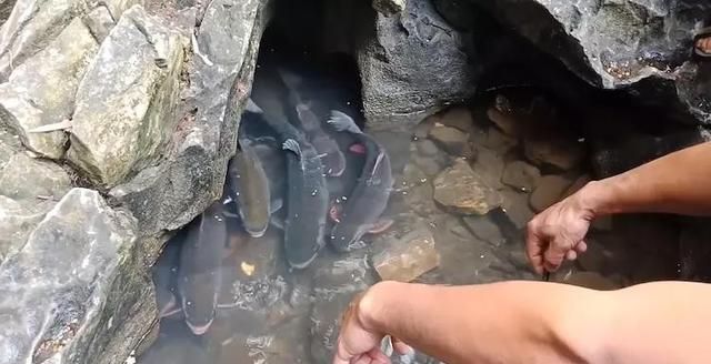 湖北神秘山洞孕有"神鱼"？每年吐鱼上万斤，专家：这鱼可不能吃！