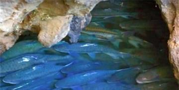 湖北神秘山洞孕有"神鱼"？每年吐鱼上万斤，专家：这鱼可不能吃！