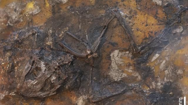 交配之后变化石？4500万年前上百只青蛙离奇死亡，专家：或因交配
