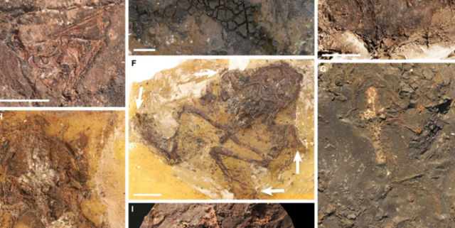 交配之后变化石？4500万年前上百只青蛙离奇死亡，专家：或因交配